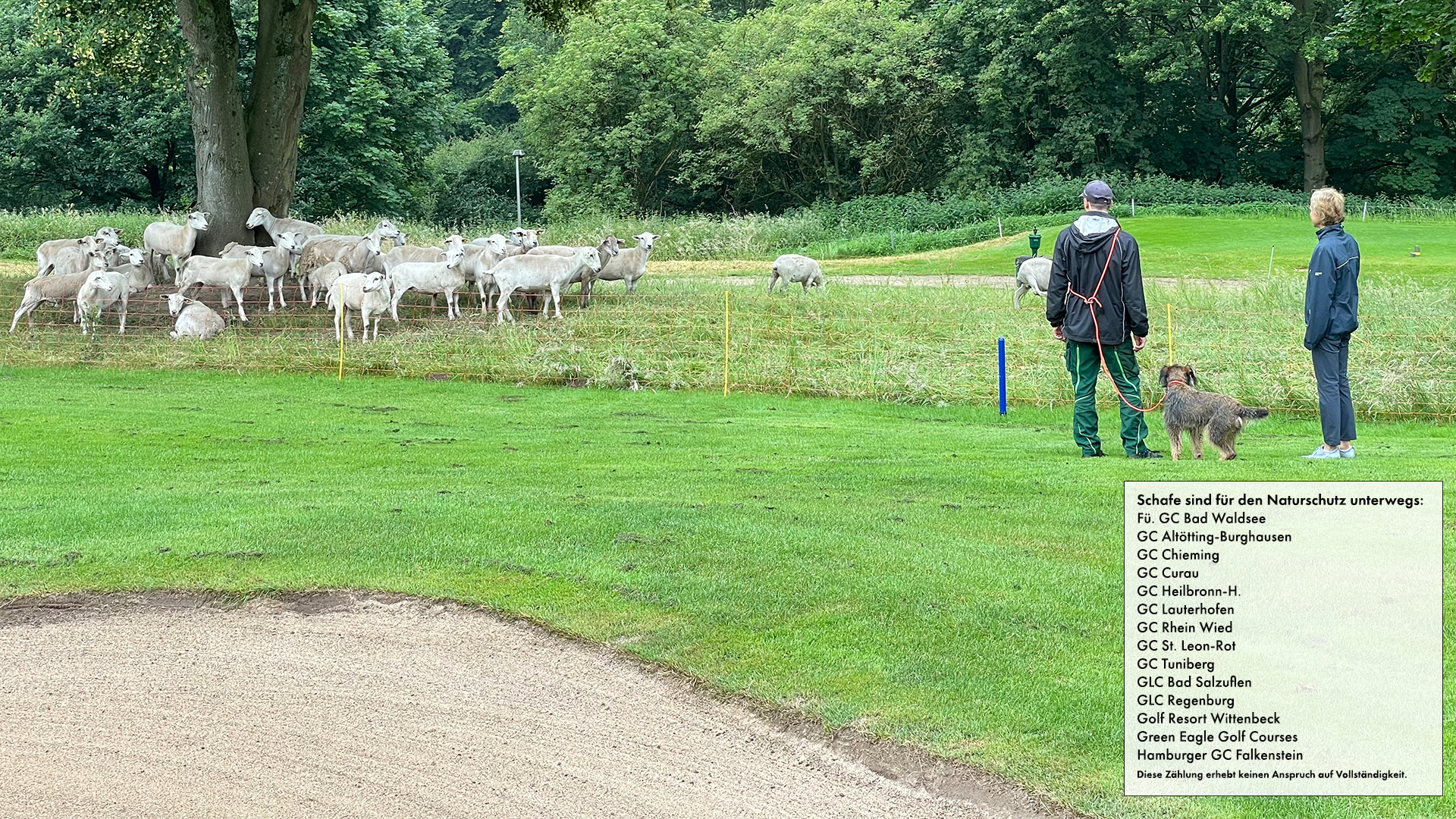 Nolana Schafe im GLC Bad-Salzuflen (Bild: GLC Bad-Salzuflen)