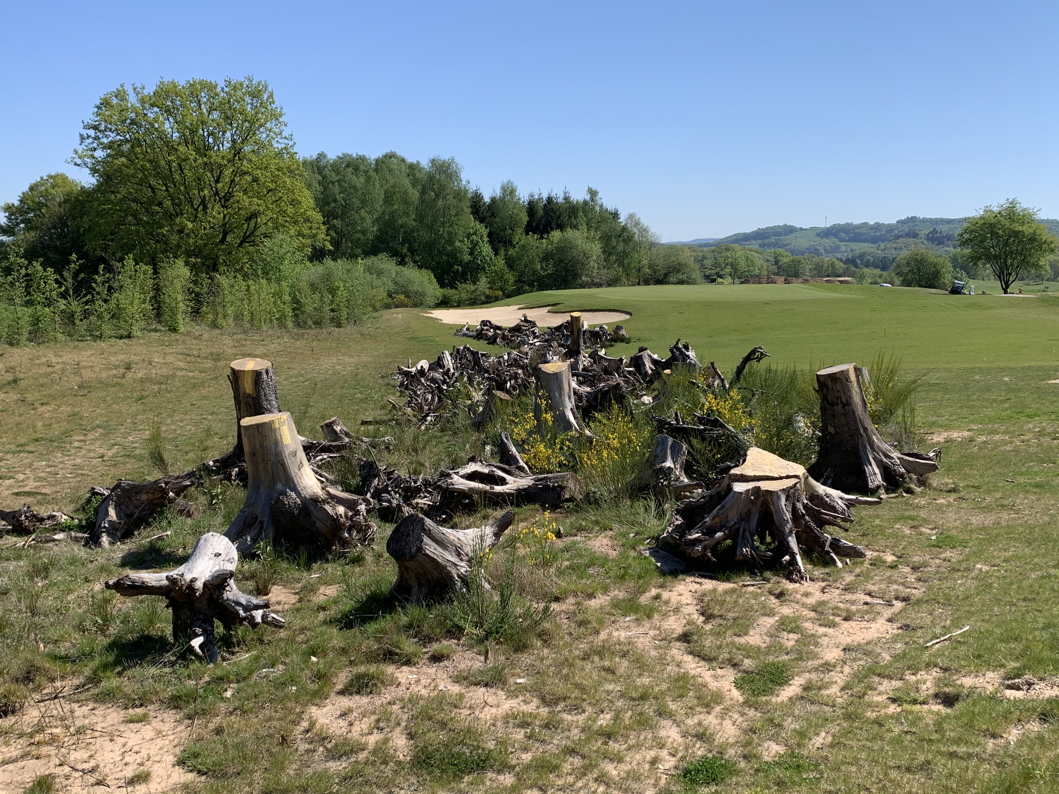 Mehr als nur Holz: ein Totholzaufen im GC Weiherhof (Foto: GC Weiherhof)